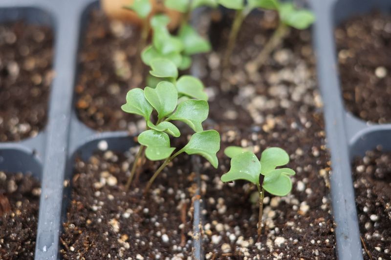 Cauliflower Forms Dense White Heads And Grows Strong From Seedlings