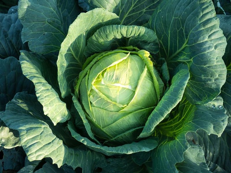 Cabbage Rolling Out Sweet Crunch