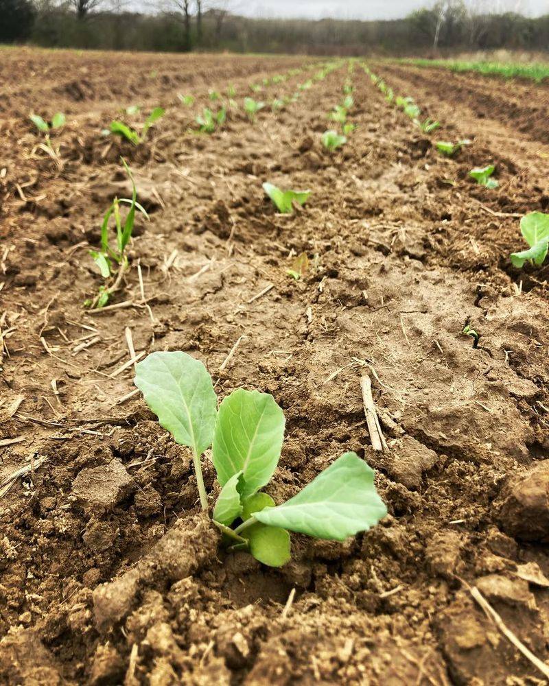 Cabbage (Transplants)