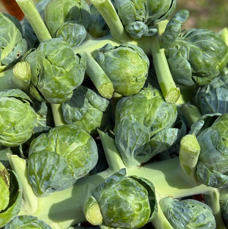Brussels Sprouts With Miniature Marvels