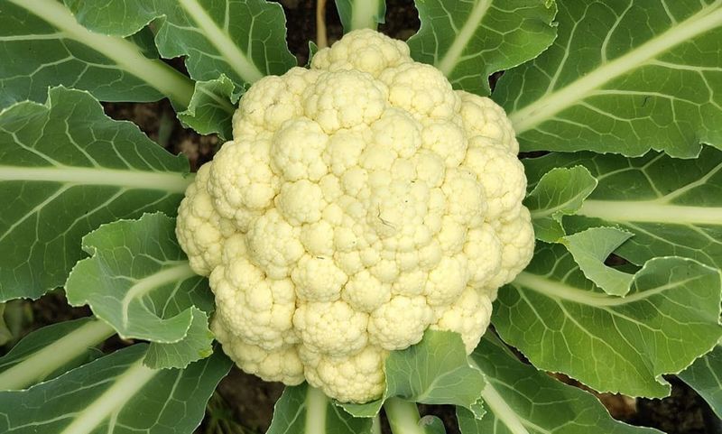 Cauliflower And Its Snowy White Heads