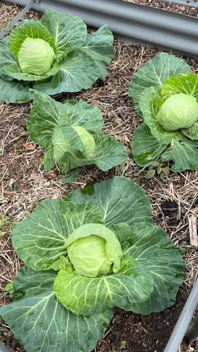 Cabbage