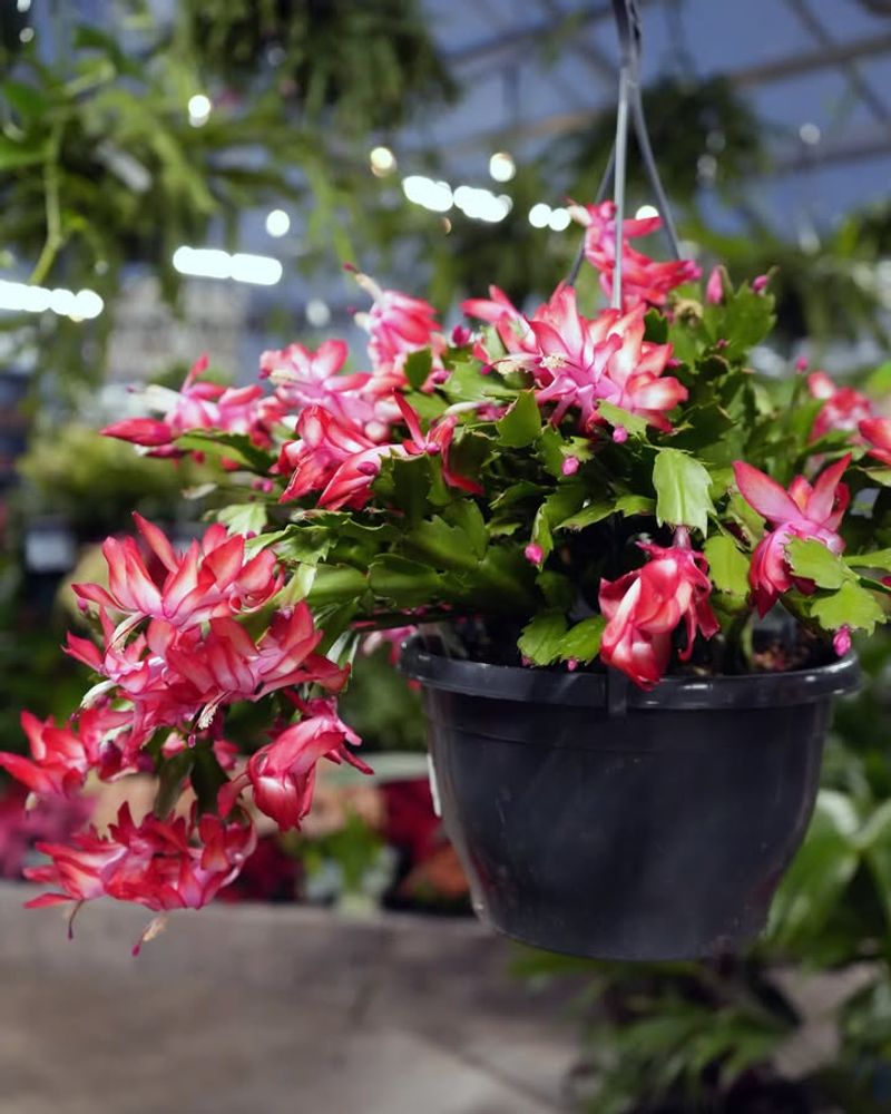 Christmas Cactus Blooms For Weeks With Proper Care