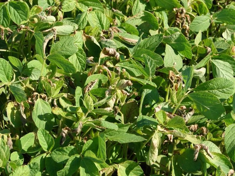 Green Flexible Stems Usually Mean The Plant Is Still Alive