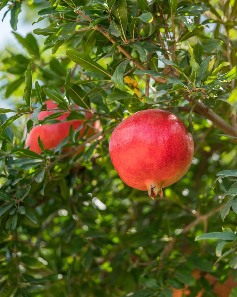 Pomegranate Develops Well In Hot Dry Conditions