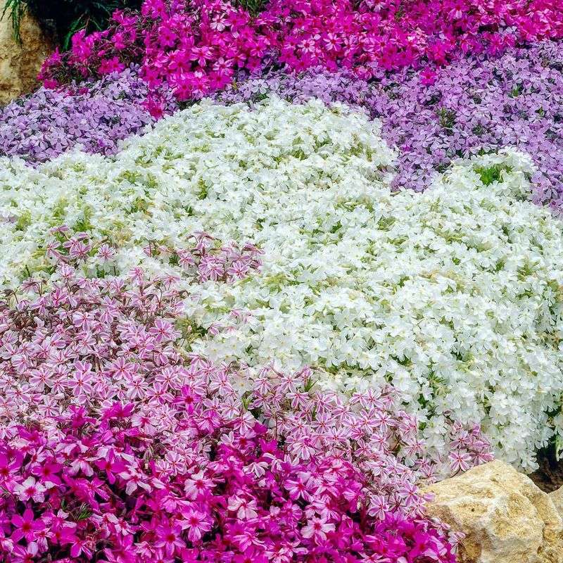 Creeping Phlox Forms Bright Carpets Of Spring Color