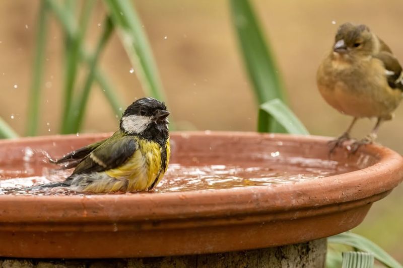Water Feature With Shallow Edge That Attracts Birds