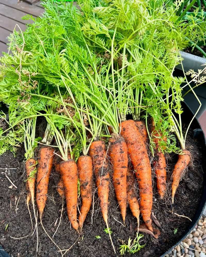 Carrots With Sweet, Crisp Roots
