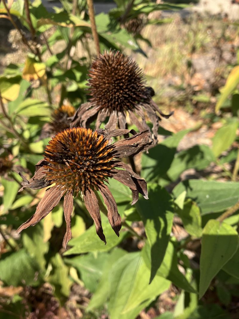 Brown Doesn't Always Mean Dead In Michigan Landscapes