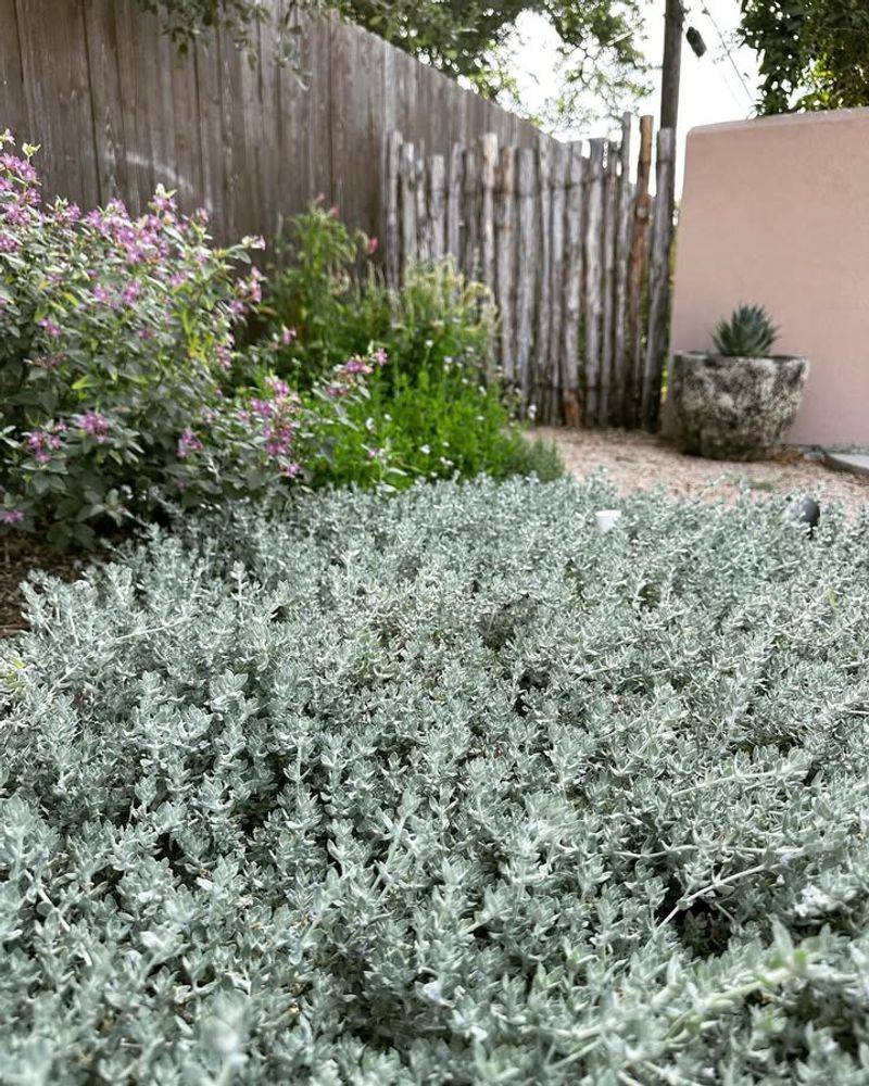 Woolly Stemodia (Stemodia Lanata)