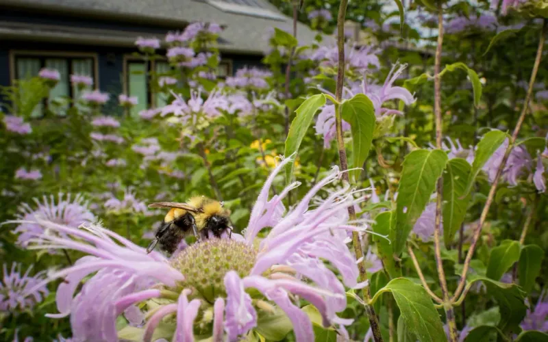 Let A Corner Of Your Yard Go Wild