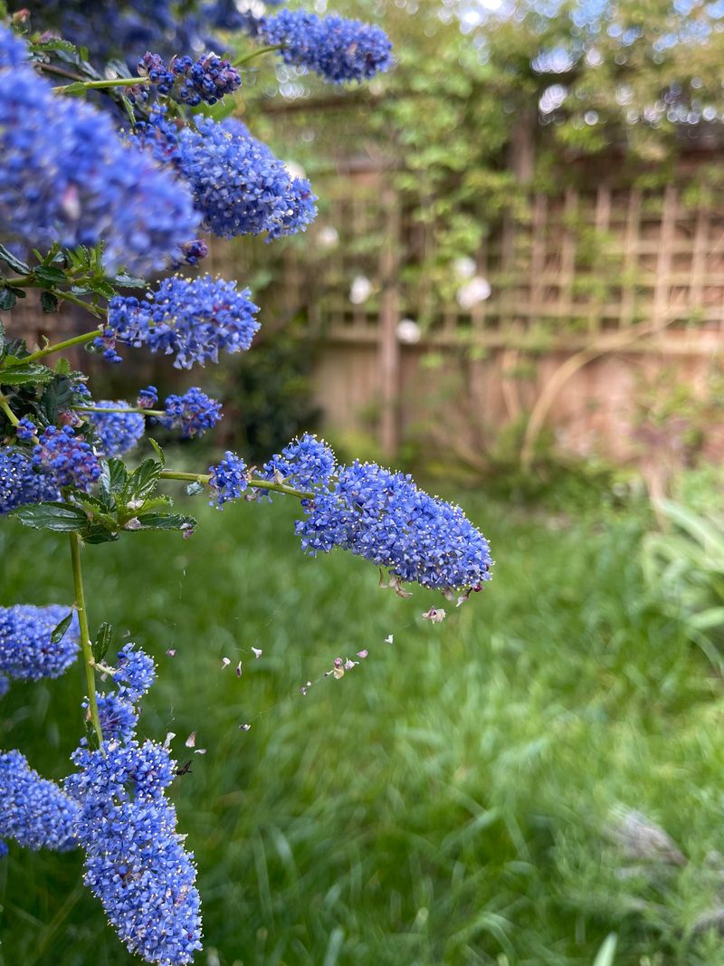 How To Grow Ceanothus