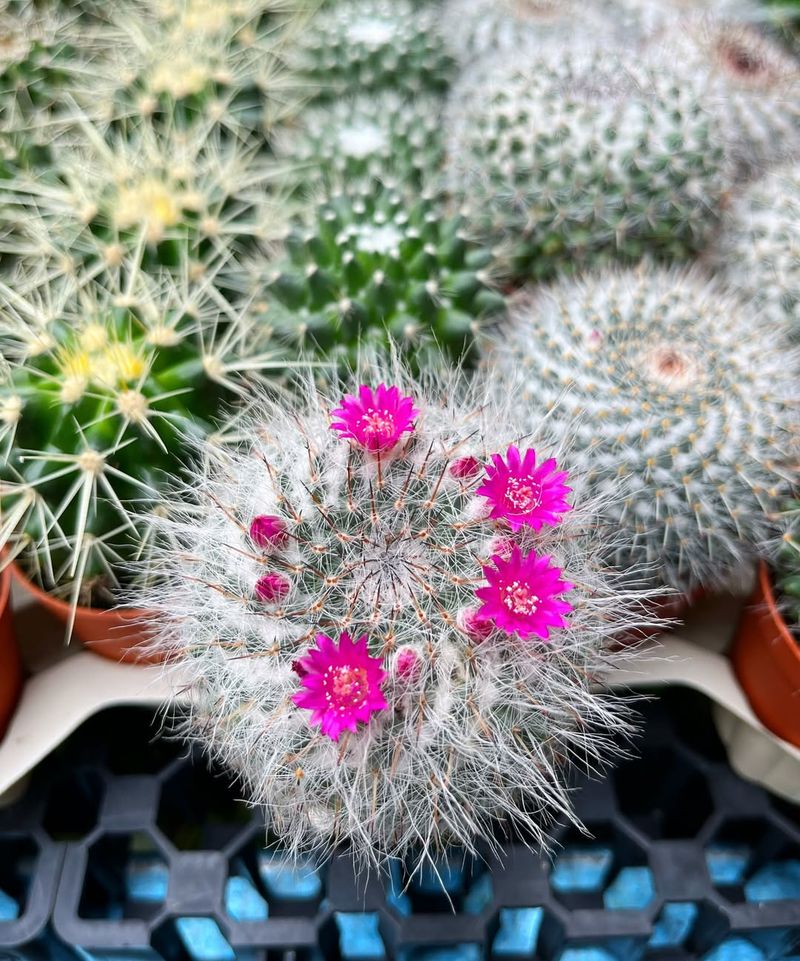 Powder Puff Cactus Stays Small And Rounded