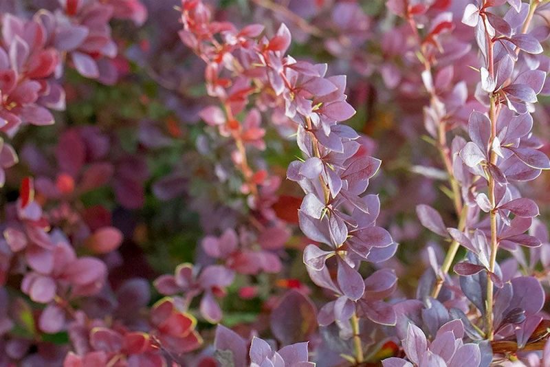 Japanese Barberry