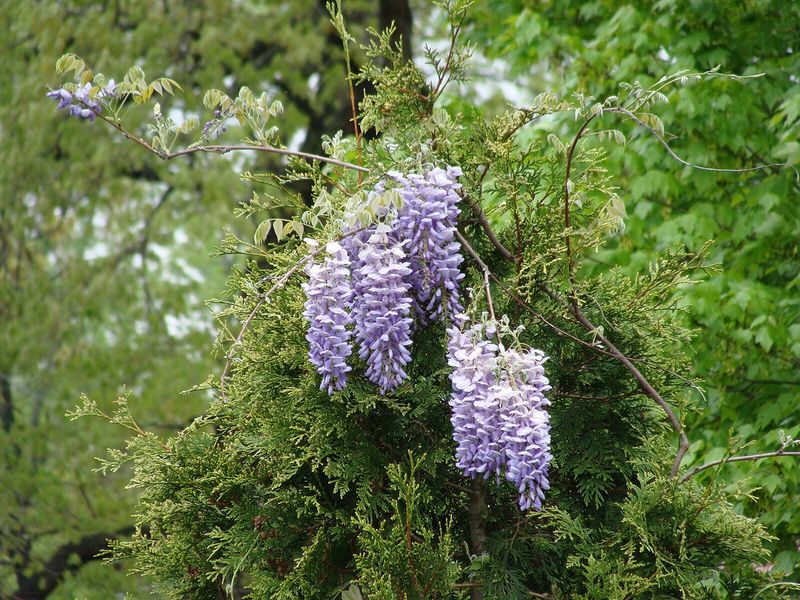 Chinese Wisteria