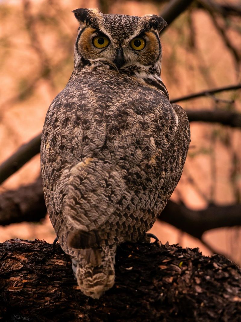 Great Horned Owl Ruling The Night Sky