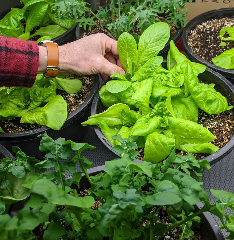 Leaf Lettuce Handles Shallow Container Soil Easily