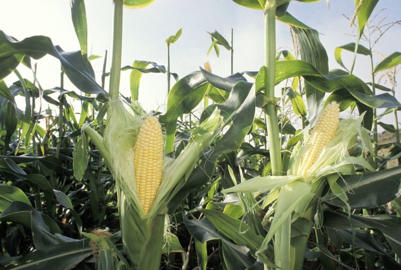Sweet Corn Adds Height And Classic Garden Appeal