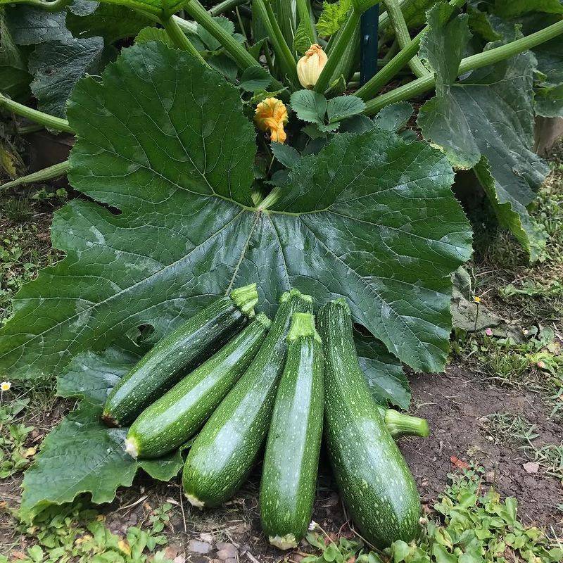 Zucchini Produces Generously Once Temperatures Rise