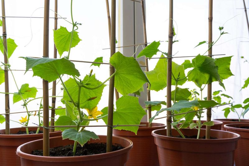 Cucumbers Climb Easily In Container Trellises