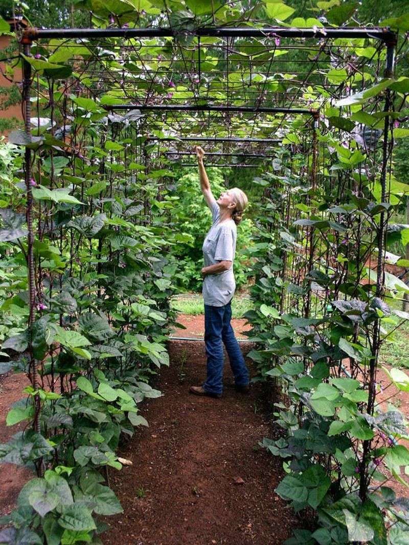 Pole Beans Improve Garden Soil As They Climb