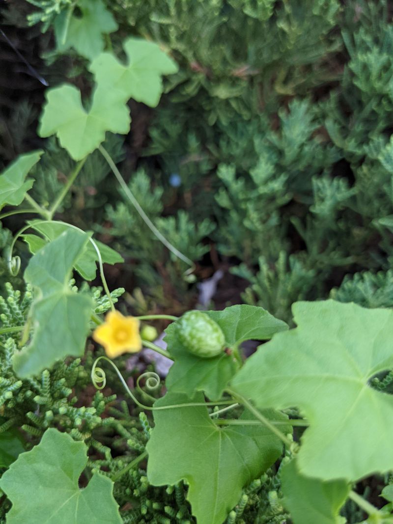 Cucumbers Take Off With Warm Days And Steady Sun