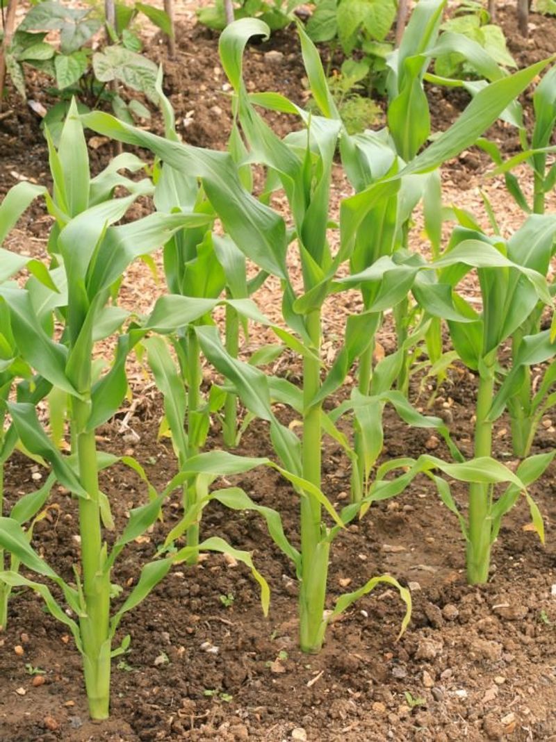 Sweet Corn Starts Strong In Arizona's Early Spring Sun