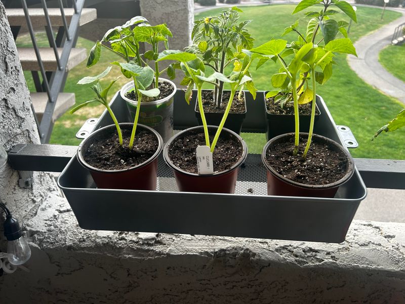 Cucumbers Climb And Stay Crisp In Containers
