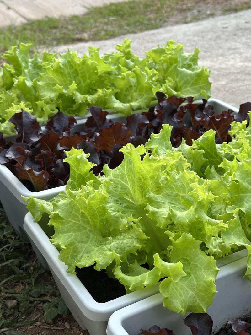 Leaf Lettuce Produces Repeated Harvests In Tight Spaces