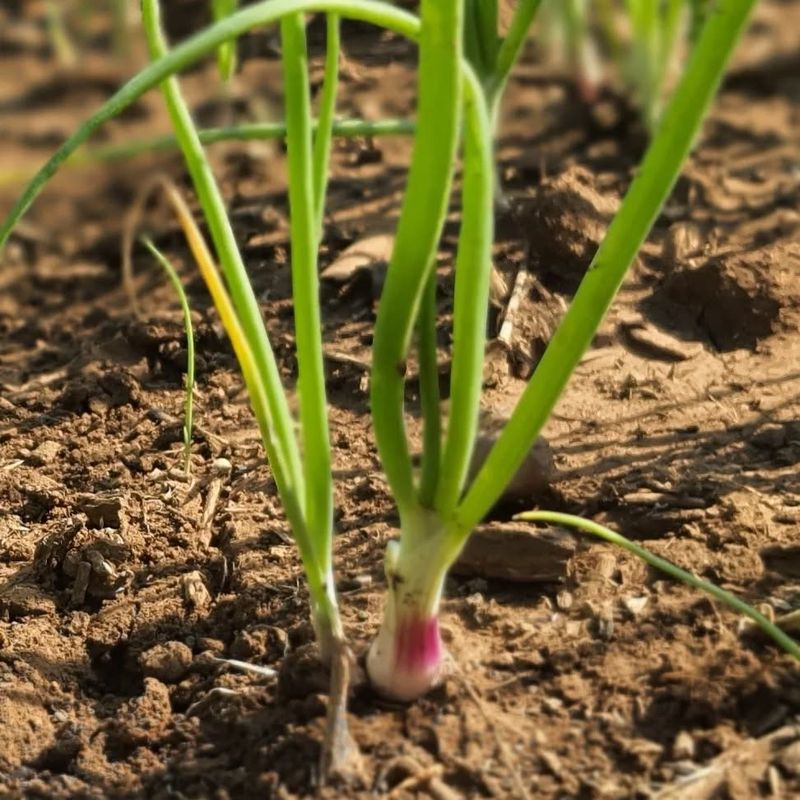 Green Onions Grow Quickly And Fit Easily Into Small Garden Areas