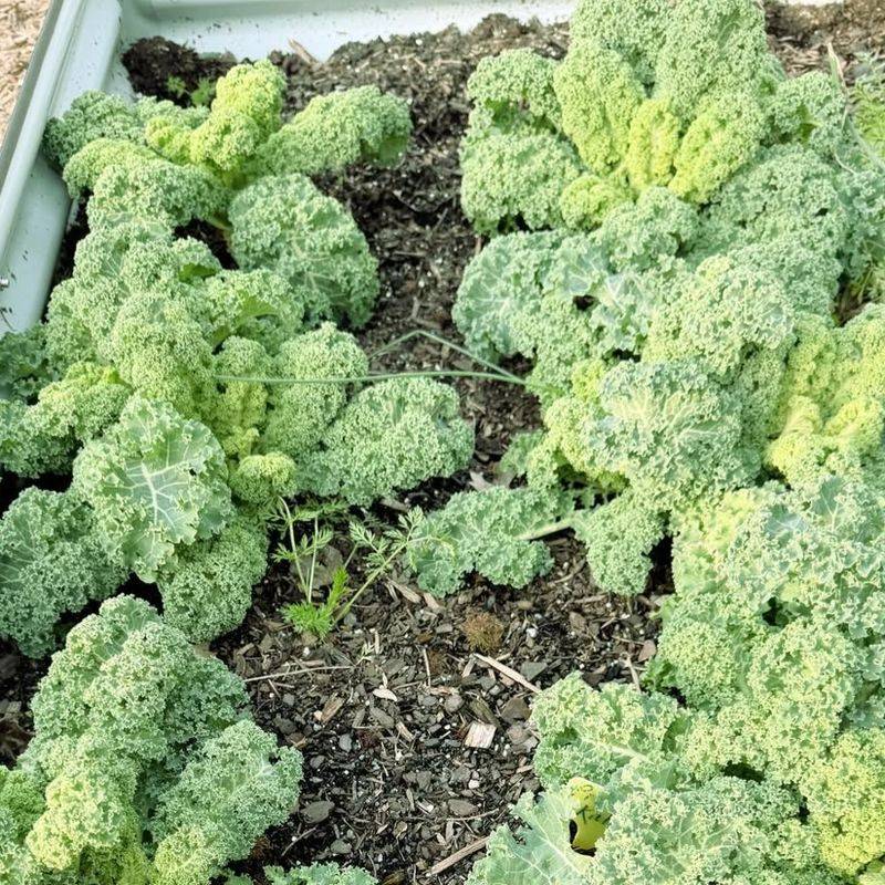 Kale Holding Strong Through Cool Weather