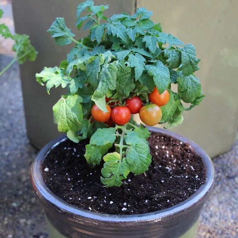Cherry Tomatoes Bursting With Juicy Flavor