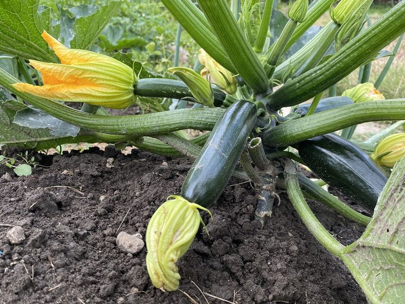 Zucchini