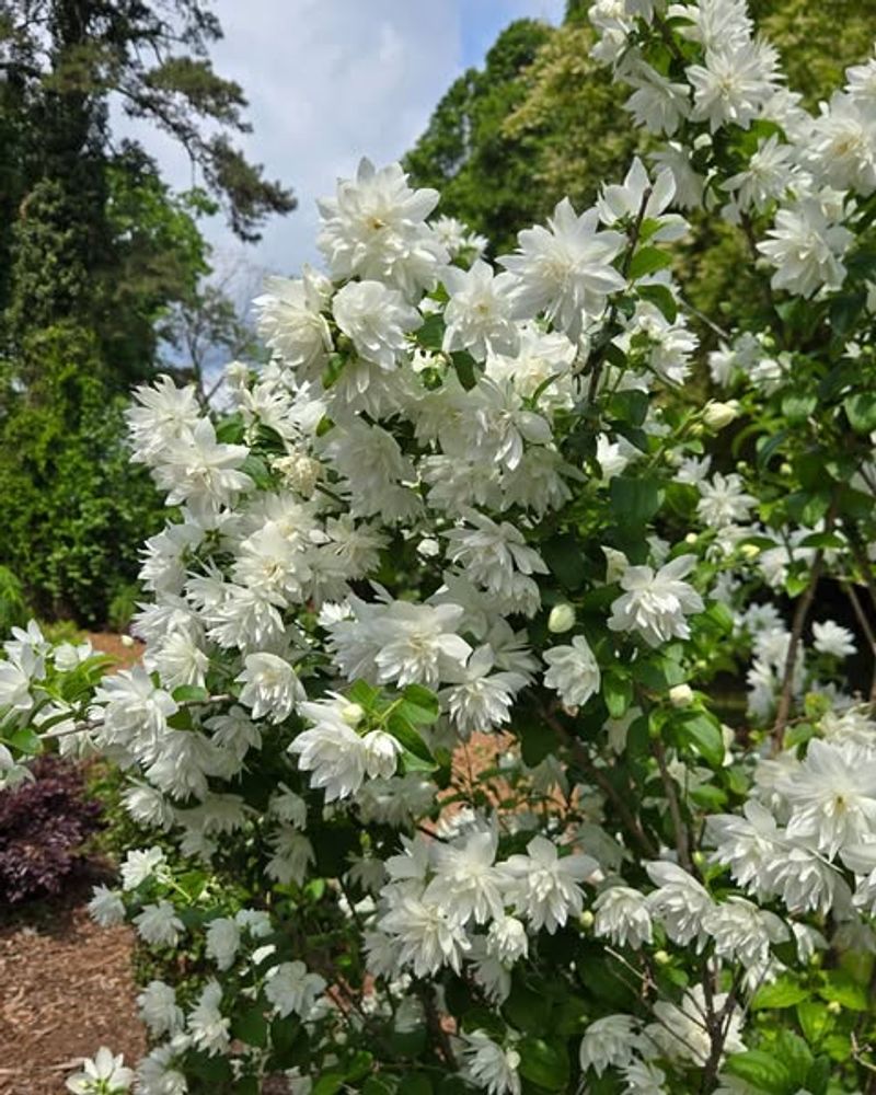Mock Orange 'Pearls Of Perfume'