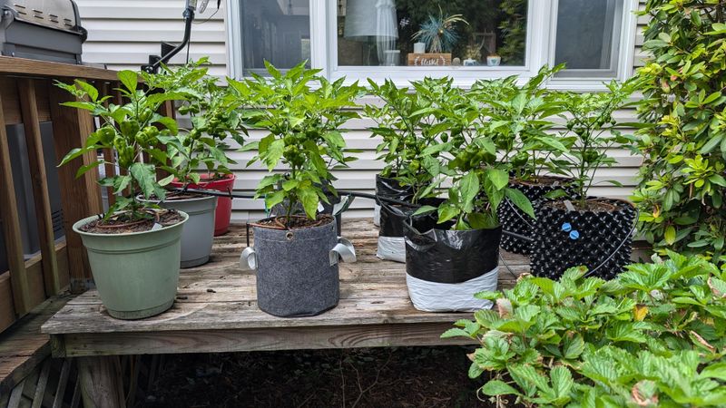 Sweet Pepper Stays Compact And Fruits Reliably