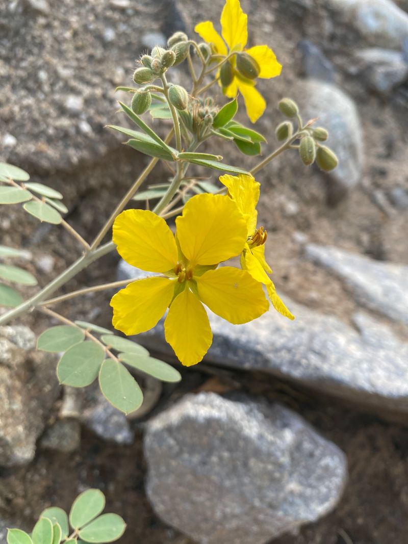 Desert Senna Pushes Out Healthy New Growth Early In The Season