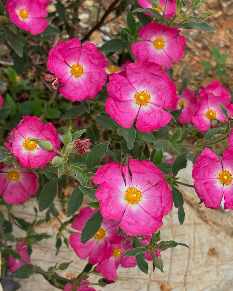 Rockrose