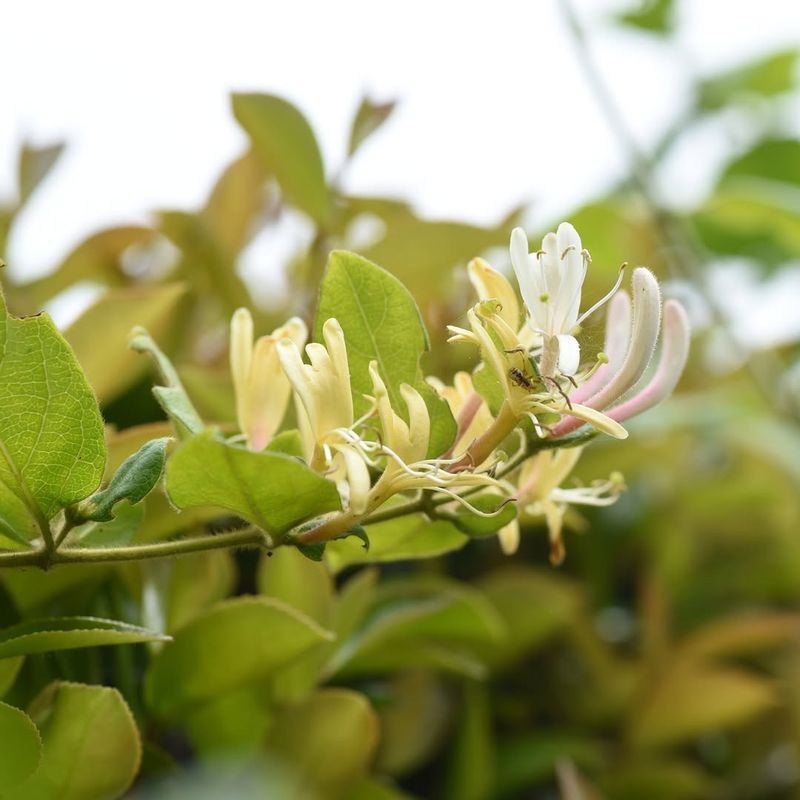 Its Early Blooms And Bright Berries Hide A Bigger Problem