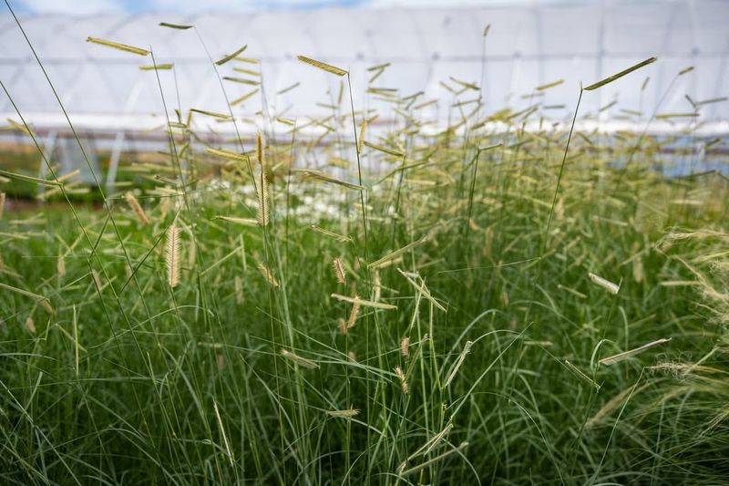 Blue Grama Grass Performs Reliably In Dry Low Water Landscapes