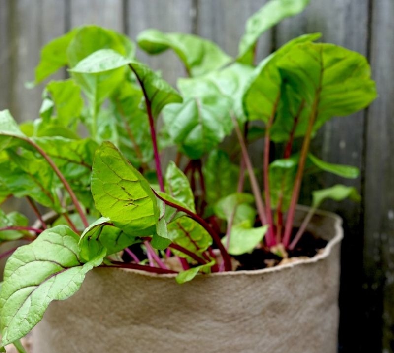 Beets Grow Strong Roots In Wide Containers