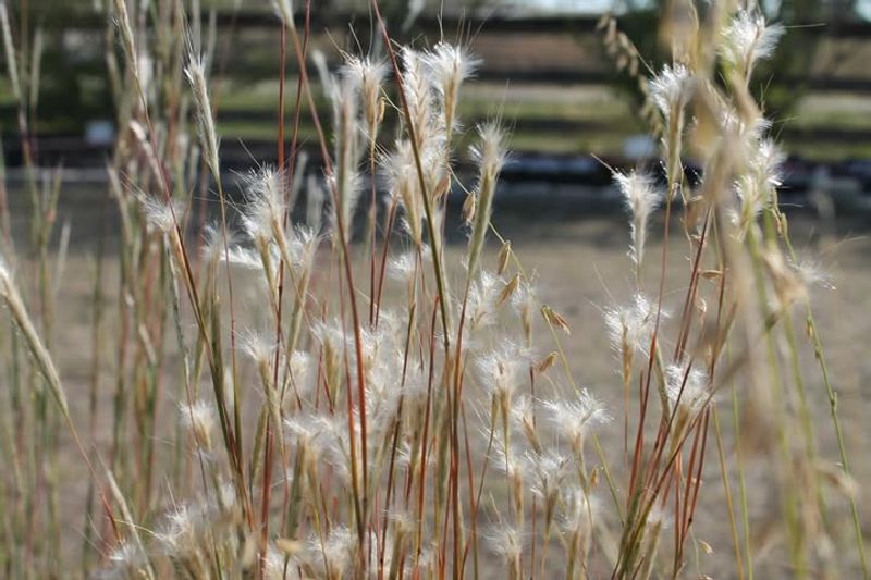 Splitbeard Bluestem Handles Sandy Spots With Ease