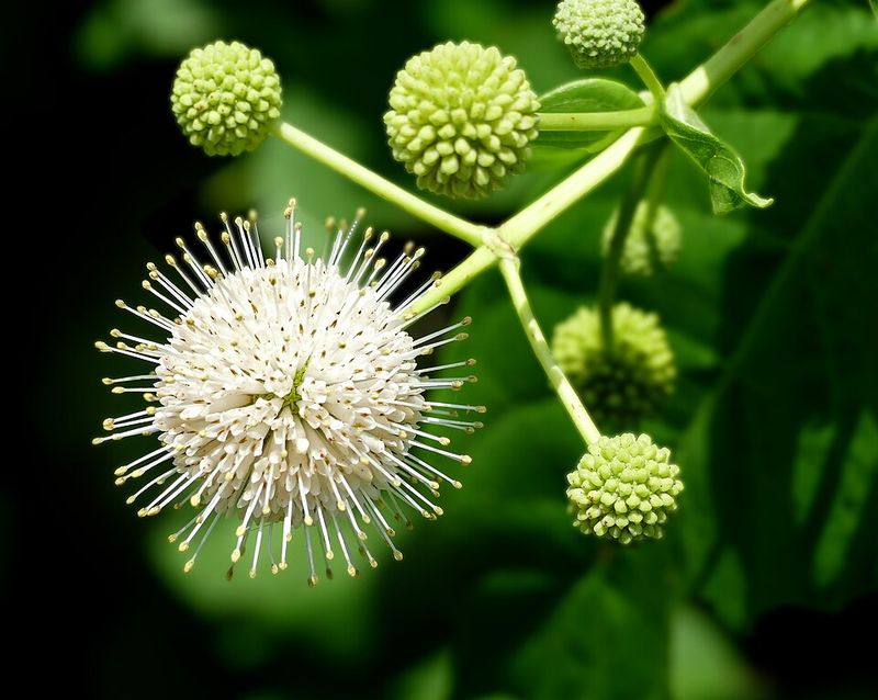 Buttonbush Creates Unique Round Flowers Loved By Pollinators