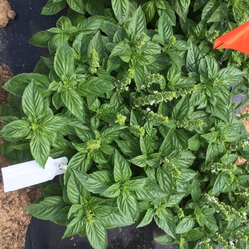 Basil Treviso Delivers Structural Beauty And Heat-Defying Aroma