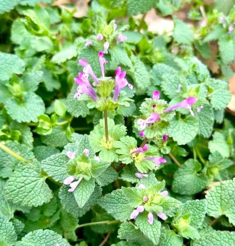 Henbit