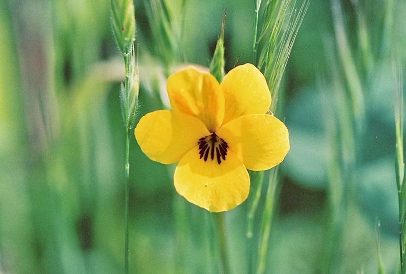 California Golden Violet