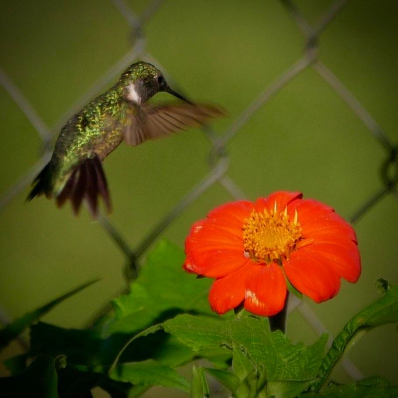 Hummingbirds Feed From The Vibrant Orange Blooms