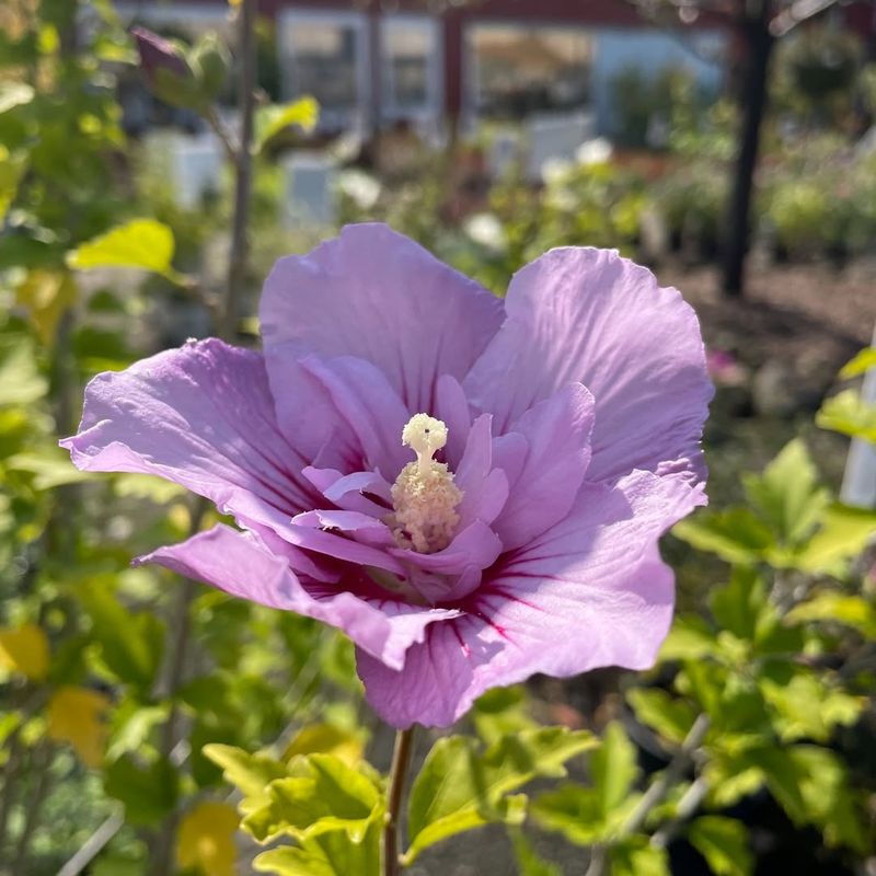 Rose Of Sharon
