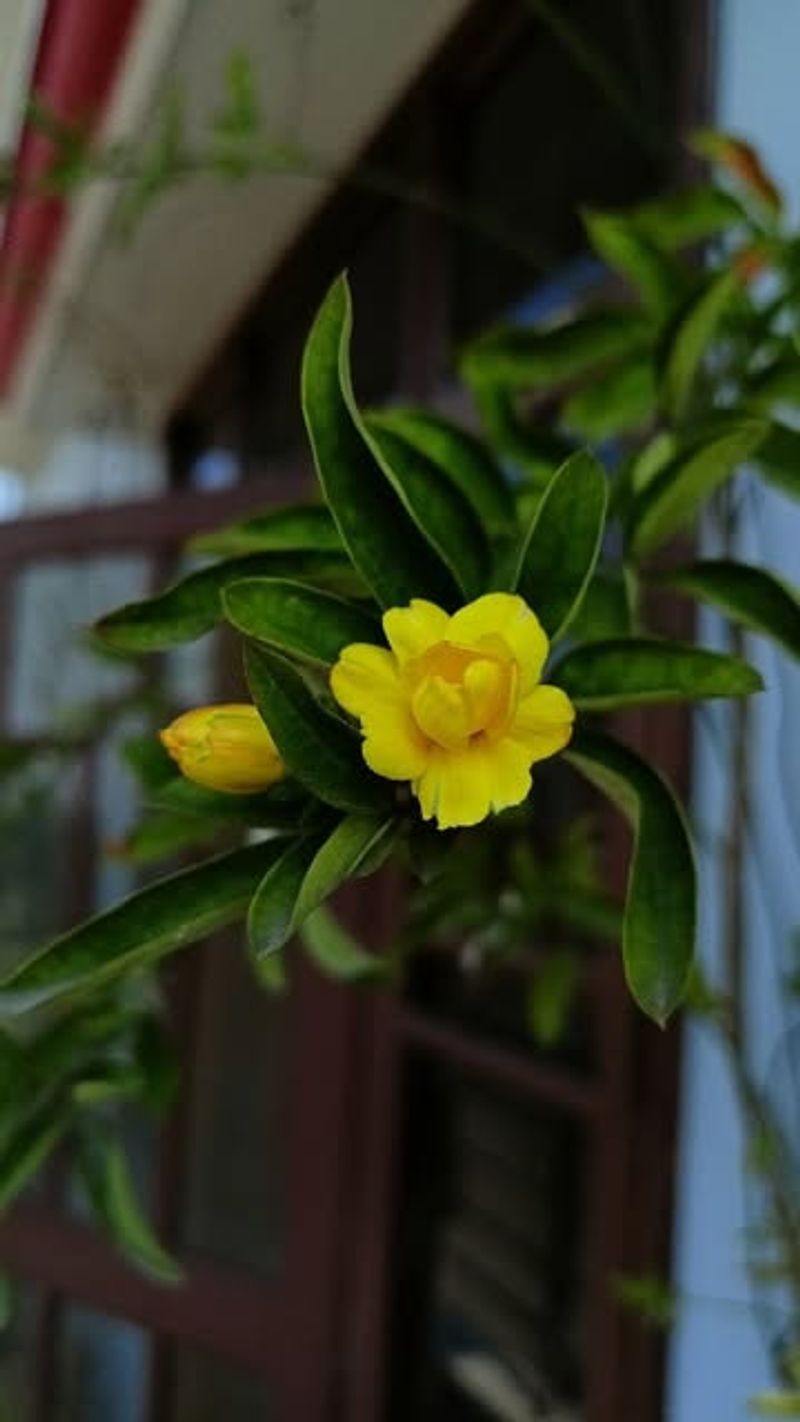 Primrose Jasmine