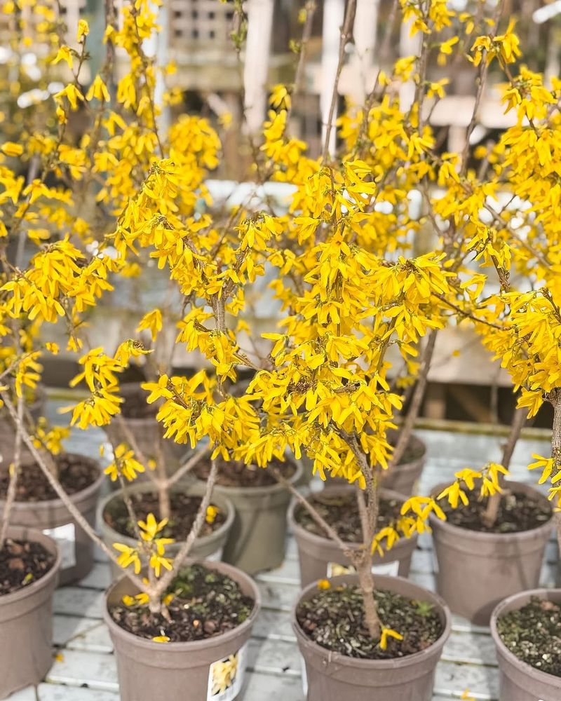 Forsythia