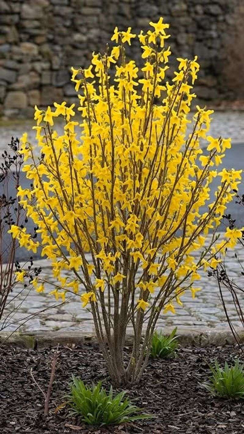 Forsythia
